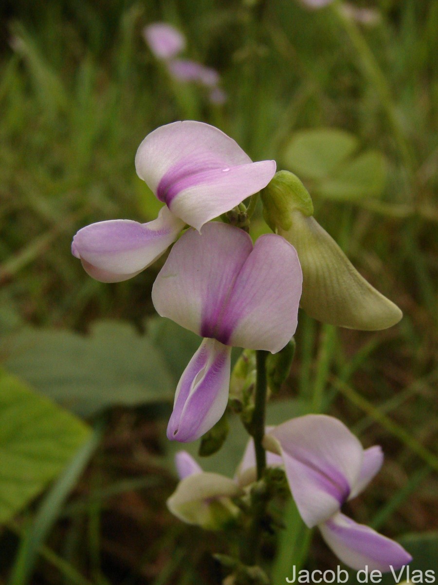 Neustanthus phaseoloides (Roxb.) Benth.